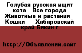 Голубая русская ищит кота - Все города Животные и растения » Кошки   . Хабаровский край,Бикин г.